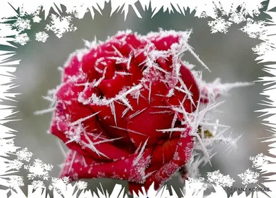 Роза на снегу: цена, заказать с доставкой по Москве в интернет-магазине  Cyber Flora®