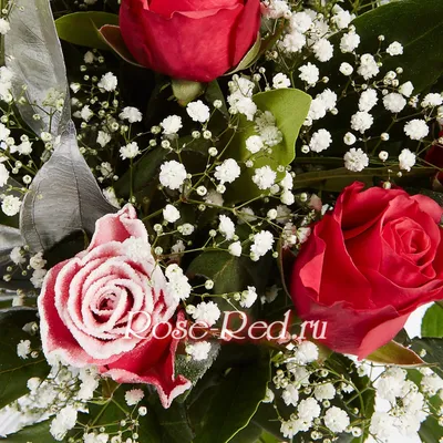 Замороженные Красная Роза В Снегу - Бесплатное фото на Pixabay - Pixabay