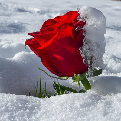 Картинки розы, снег, зима - обои 1920x1080, картинка №419645