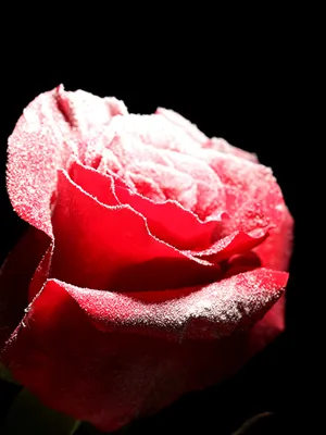 Картинки розы на снегу красивые (68 фото) » Картинки и статусы про  окружающий мир вокруг