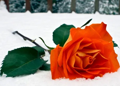 Красные И Белые Розы В Снегу — стоковые фотографии и другие картинки Без  людей - Без людей, Белый, В цвету - iStock