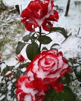 Роза в снегу | Пикабу