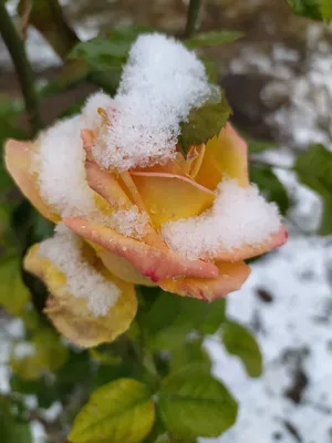 Фото Роза в снегу