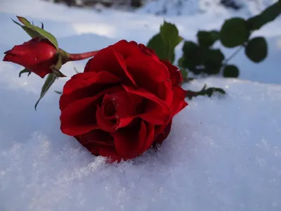 Онлайн пазл «Роза на снегу»