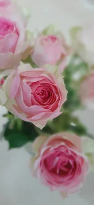 Обои на телефон, розы | Розы, Красивые розы, Цветочные композиции