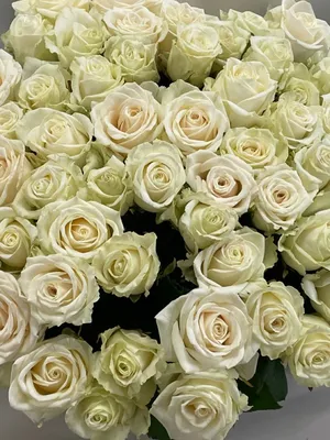 Белые розы, букет, идеи фото, заставка, обои на айфон, эстетика, цветы ,  обои на телефон | Белые розы, Розы, Цветы
