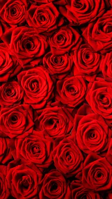 Обои на телефон розы, цветы, букет, розовый, коралловый, подарок,  романтичный - скачать бесплатно в высоком качестве из категории \"Цветы\"
