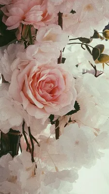 Обои на телефон айфон розы цветы | Цветочные фоны, Абстрактные рисунки,  Фиолетовые пионы