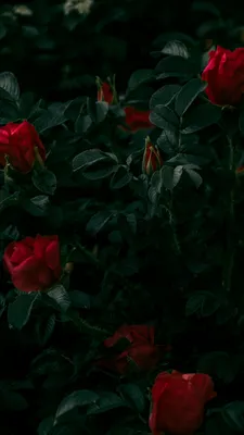 Розовые розы обои - 70 фото