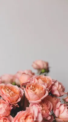 Обои на телефон Розы, картинки красивых роз | Zamanilka