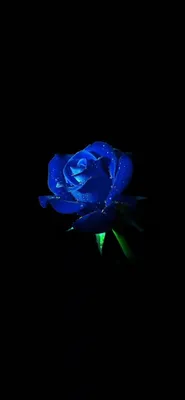 Роза красная роза красивые фотографии обои на телефон rose flower creative  photography | Plants, Rose, Flowers