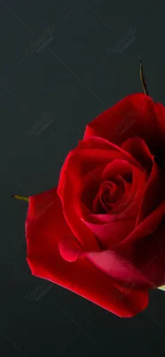 Детали красной розы цветут для обоев предпосылки и мобильного телефона  Стоковое Фото - изображение насчитывающей посмотрите, линии: 103383446