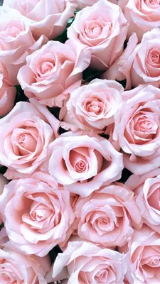 цветы.кустовые розы.обои на телефон | Цветы, Природа, Фотографии природы