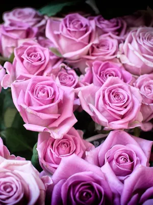 Обои на телефон красивые розы - 65 фото