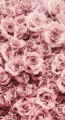 Обои на телефон розы розовые - 68 фото