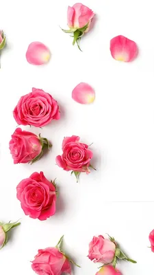 Обои Роза, цветочный букет, сад роз, красный цвет, семья Роуз на телефон  Android, 1080x1920 картинки и фото бесплатно