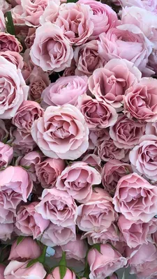 Розы обои на телефон цветы - 61 фото