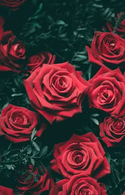 Самые красивые обои розы на телефон (100 фото) 🔥 Прикольные картинки и юмор