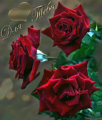 Красные розы и надпись - Светочка, с днём рождения