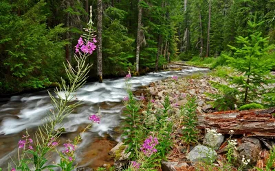 Весна ручейки (55 фото) - 55 фото