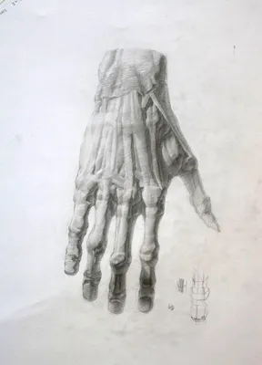 Анатомическая рука рисунок карандашом. Рука тыльная сторона- экорше