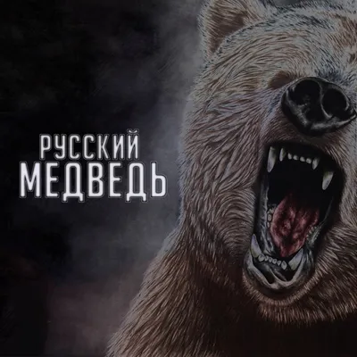Картинки русский медведь фотографии