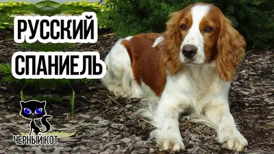 Русский охотничий спаниель - описание породы, размеры и фото собаки | Цена  русского охотничьего спаниеля | Pet-Yes
