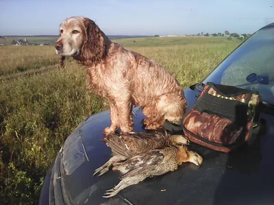 Русский охотничий спаниель (Russian spaniel) (Породы собак) русские собаки,  русские породы собак, русская спаниель, русски спаниель, русская охотничья  спаниель, щенки русской спаниели, щенки русского спаниеля Энциклопедия о  животных EGIDA.BY