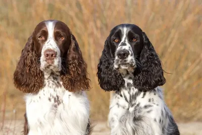 Русский охотничий спаниель - Hunting dog