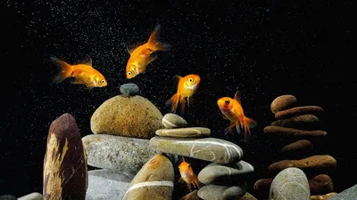Обои рыбы, аквариум, камни, чёрный фон картинки на рабочий стол, фото  скачать бесплатно