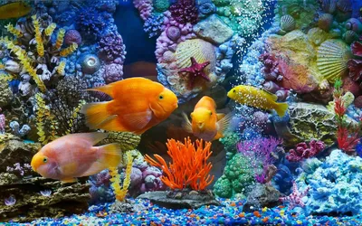 Фон рабочего стола где видно ultra hd 4k wallpaper, подводный мир,  полосатые рыбки, кораллы, черепаха, морская звезда, Underwater world,  striped fish, coral, tortoise, starfish