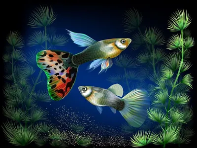 Детский мир Ocean Paradise Аквариум красочные рыбки, рабочий стол, аквариум  аквариум, рыба фон картинки и Фото для бесплатной загрузки