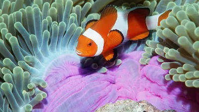 Красивые обои аквариум - 73 фото