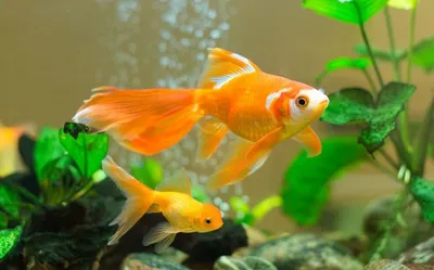 Риукин красный - золотая рыбка Carassius auratus / Золотые рыбки /  Аквариумные рыбки / КАТАЛОГ ТОВАРОВ / Аквадом - зоомагазин