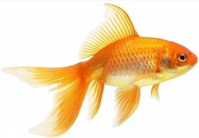 Корм для рыбок Зоомир Рыбята Золотая рыбка гранулы 25г