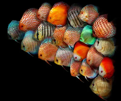 Аквариумные рыбки: яркий окрас – секреты природы - Бест Фиш