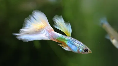 Золотая рыбка: от прудов времен династии Тан до наших дней