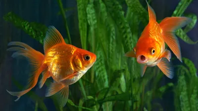 Аквариумные золотые рыбки: уход, кормление и содержание