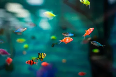 Корм Tetra Goldfish для всех видов золотых рыбок в хлопьях | Купить в Москве