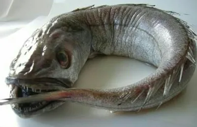Рыба ХЕК - бюджетная, нежирная и полезная | Crispy.news | Дзен