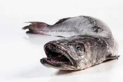 Чудо-Юдо рыба хек | Пикабу