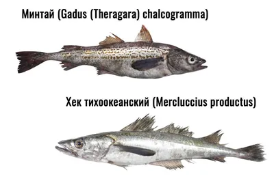 Это интересно: Почему рыбу хек продают без головы? | Официальный сайт  газеты «Вперед» | Тюменцевский район