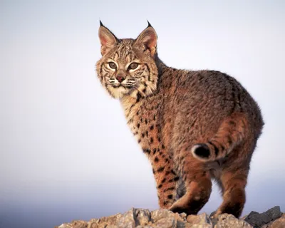 Фото рысь Большие кошки животное