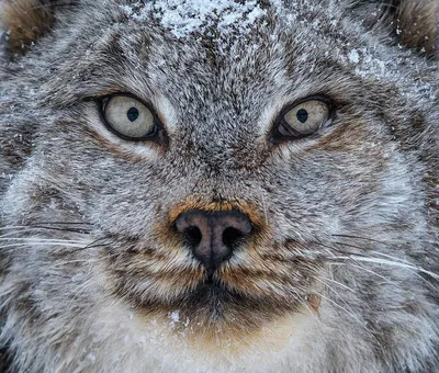 Канадская рысь - редкое животное с огромными лапами (26 фото) » Триникси