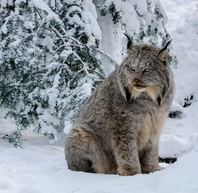 Рысь зимой | Majestic animals, Animals wild, Wild cats