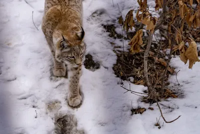 Лицензий на отстрел рысей этой зимой не будет / Статья