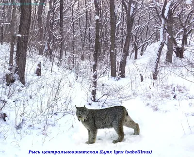 Обои рысь, лес, зима, хищник, кошка картинки на рабочий стол, фото скачать  бесплатно