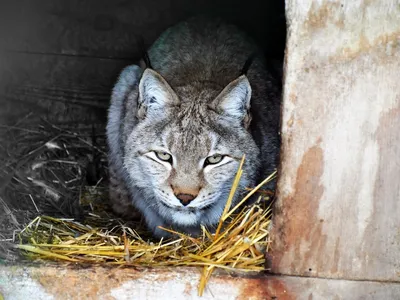 Дальневосточная рысь - один из самых опасных хищников среди кошачьих -  PrimaMedia.ru