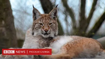 Зоопарк в Уэльсе возмущен убийством сбежавшей рыси - BBC News Русская служба