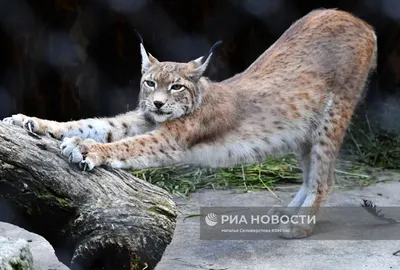 Детеныши рыси в Московском зоопарке | РИА Новости Медиабанк